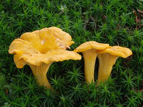 5 Edible Wild Mushrooms Anyone Can Find With A Little Help Off The