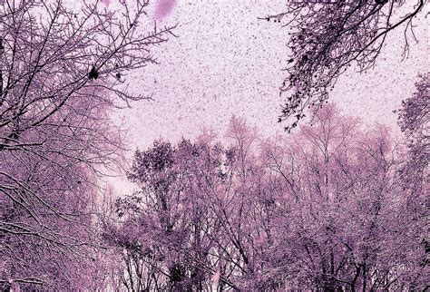 Pink Haze Photograph By Karen King Fine Art America
