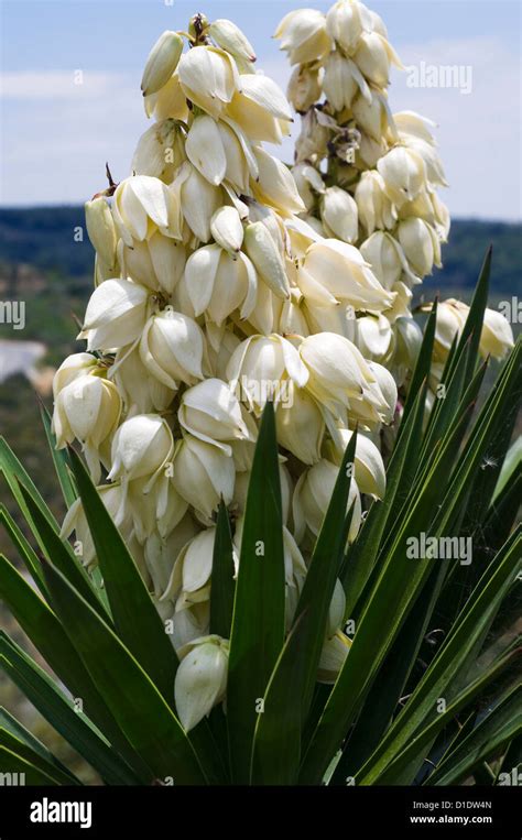 Flowering Yucca Palm Stock Photo Alamy
