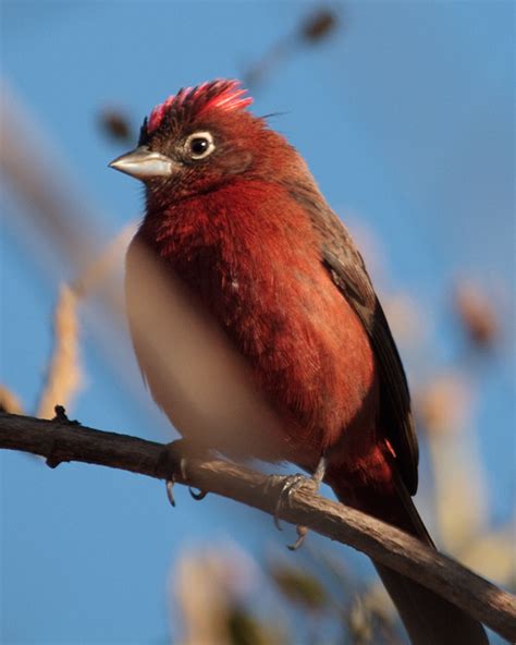 Red Crested Finch