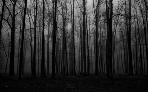 Spooky Forest Wallpapers Wallpaper Cave