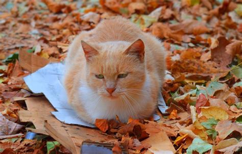 Wallpaper Cat Autumn Fall Foliage Autumn Cat Leaves Images For