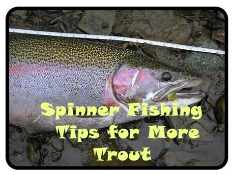 Spinner Fishing For Trout— Try These Tips For More Fish Skyaboveus