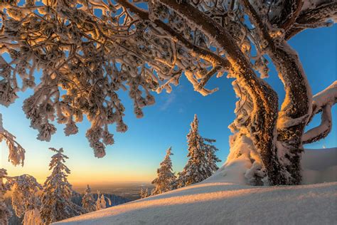 Snowy Trees In Winter Mountains