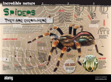 Infographic On The Anatomy And Diet Of Spiders And How They Spin Their