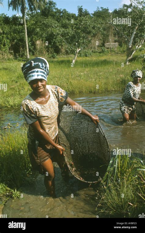 West Africa Liberia Kpelle Tribe Women Fishing With Hand Nets In Stock