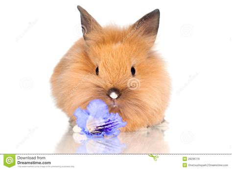 Cute Baby Bunny With A Flower Royalty Free Stock Images