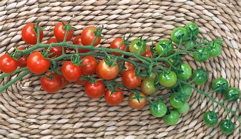 Sugar Lump Cherry Tomato 20 Seeds German Heirloom Hirts Gardens