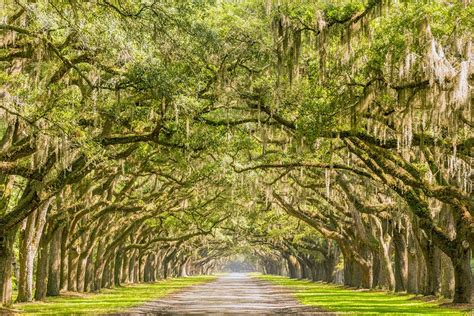 19 Top Rated Tourist Attractions In Savannah Ga