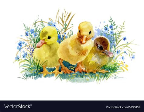 Geese Flock Swimming On Pond Watercolor Royalty Free Vector