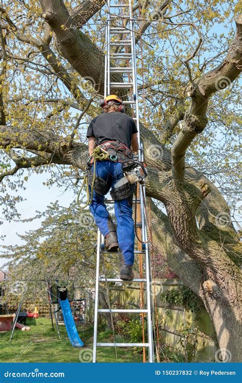 Arborist Men With Chainsaw And Lifting Platform Cutting A Tree Royalty