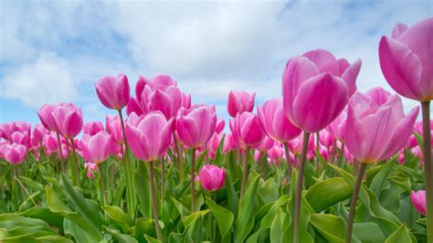 Pink Tulips Flowering Plants Plantation With Tulips