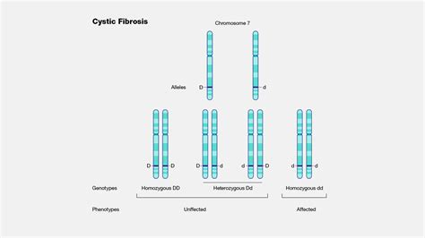 Cystic Fibrosis Chromosome 7
