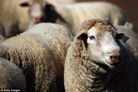 Fresno State University Student Arrested For Having Sex With A Sheep
