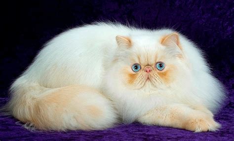 White Persian Cat Wallpapers ~ Free Hd Desktop Wallpapers Download