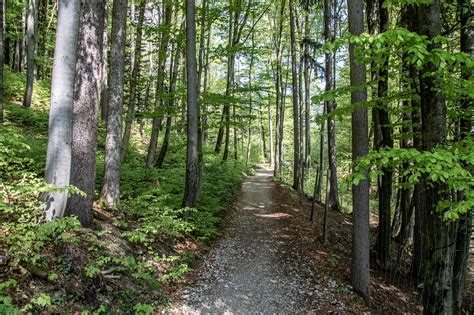 Wanderweg Durch Den Wald Bergerlebnis Berchtesgaden Blog