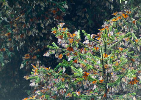 Its A Mind Blowing Sight Talla Says Of Overwintering Monarchs In