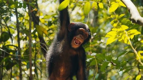 Baby Chimps Visit The Forest For The First Time Bbc Earth