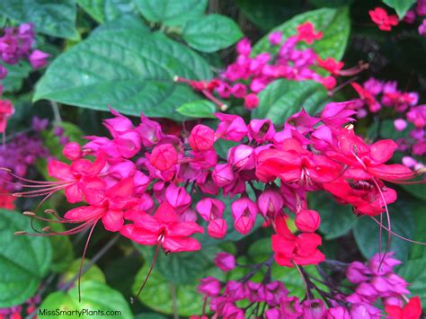 Robrick nursery availability is constantly changing. Clerodendrum for Florida - Miss Smarty Plants