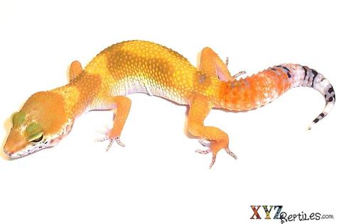 How Good Are Leopard Geckos As Pets By Xyzreptiles