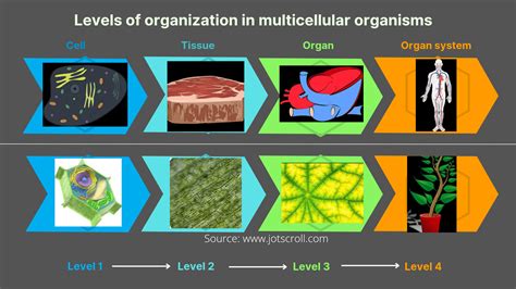 Multicellular Organisms Examples And Characteristics Jotscroll
