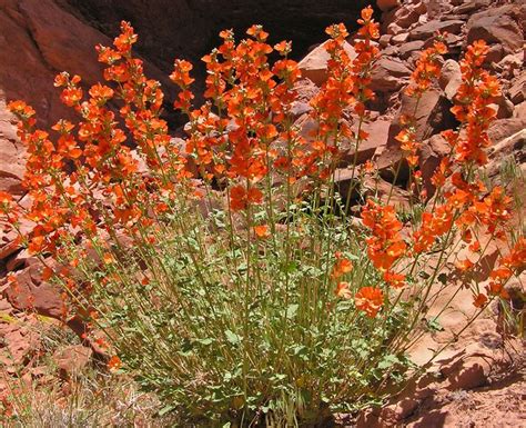 Globe Mallow Utah Native Plant Plants Colorado Wildflowers Desert