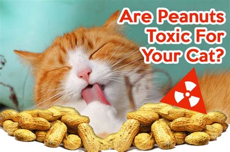 We have already seen that many cats love to eat peanut butter. Can Cats Eat Peanuts? | Catastic