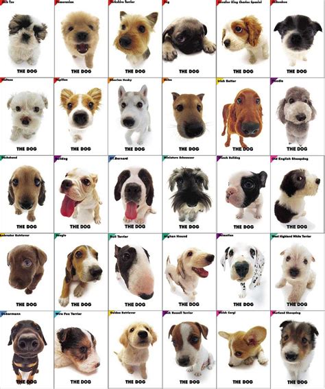 Dog Breeds Dog Training Home Dog Types