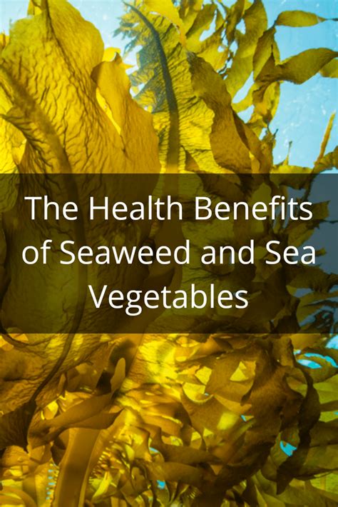 Seaweed Nutrition Facts Understanding More About Seaweeds And