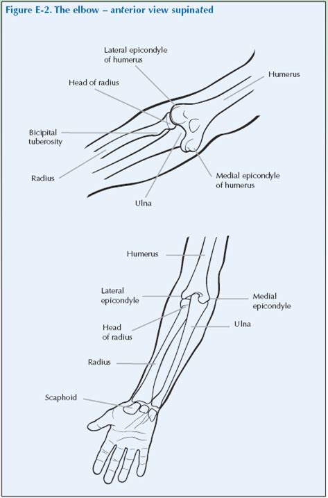 Anatomical terms are used to describe specific areas and movements of the body as well as the relation of body parts to each other. What Bones Make Up The Elbow Joint - Mugeek Vidalondon