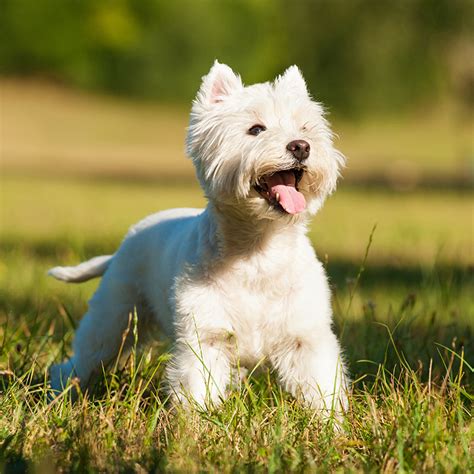 West Highland White Terrier Puppies For Sale Tucson And Phoenix Az