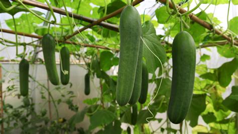 Growing Cucumbers Plant
