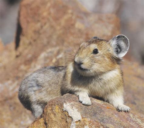 The American Pika A Case Study In Wildlife Acclimating To Climate Change