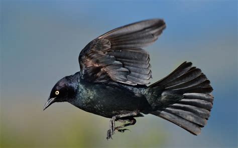 Brewers Blackbird Audubon Field Guide