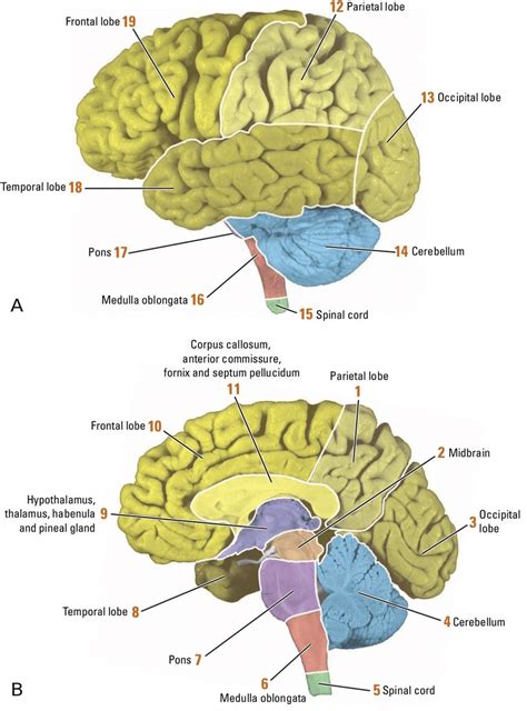 3 The Main Divisions Of The Brain And Lobes Of The Cerebral Cortex Are