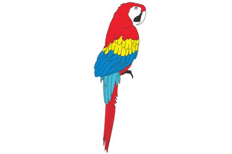 Colorful Parrot Svg Cut File By Creative Fabrica Crafts · Creative Fabrica