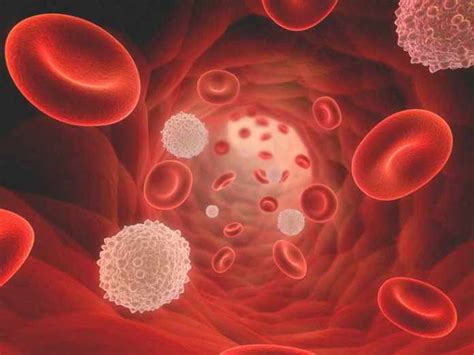 High White Blood Cell Count Causes Types And Other News Nit