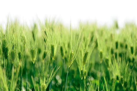 1366x768 Wallpaper Green Grass Field Peakpx