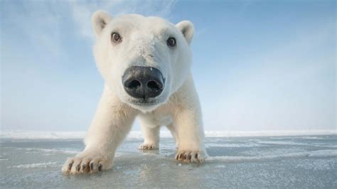 Polar Bear Cub On Ice Wallpaper Backiee