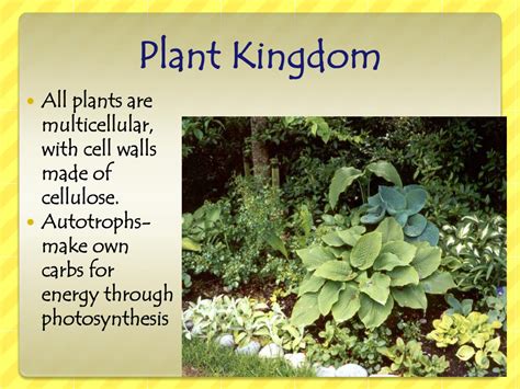 Ppt Plant Kingdom Powerpoint Presentation Free Download Id2114953