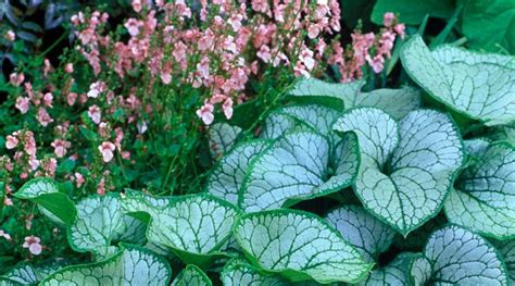 Brunnera Macrophylla ‘jack Frost Bressingham Gardens Plant Leaves