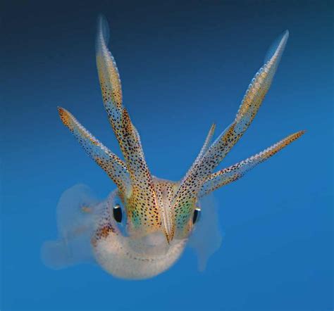 Bigfin Reef Squid Deep Sea Creatures Weird Sea Creatures Sea Creatures