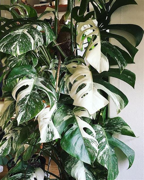 Find great deals on ebay for monstera adansonii variegata. Monstera Variegata | Variegated plants, House plants, Plants