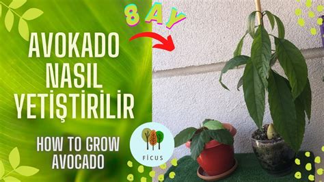 2 Avokado Evde Saksıda Nasıl Yetiştirilir How To Grow Avocado 🥑