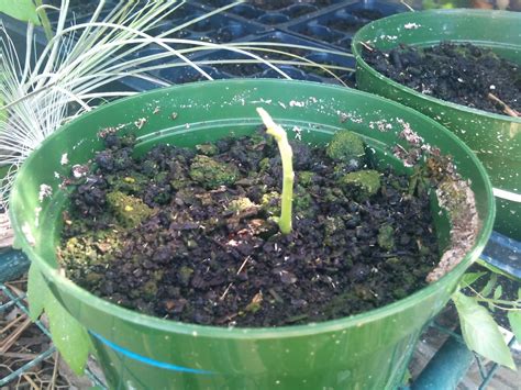 Maybe you would like to learn more about one of these? Plant Zone: Jackfruit Sprouting (Artocarpus heterophyllus)