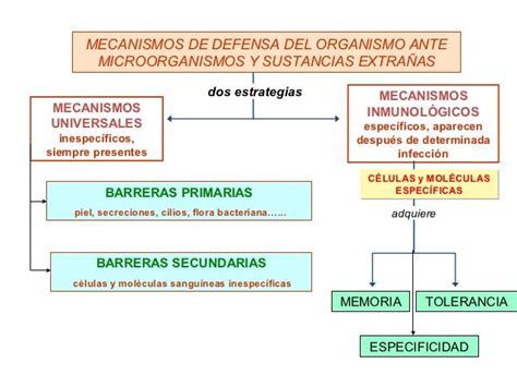 Mecanismo De Defensa Del Cuerpo Humano