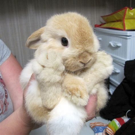 Big Cute Bunny Teh Cute