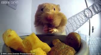 X Ray Footage Shows A Hamster Stuffing Its Face Pouches With Nuts Daily Mail Online