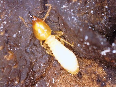 The Formidable Formosan Termite Possibly Spotted In Cape Coral Fl