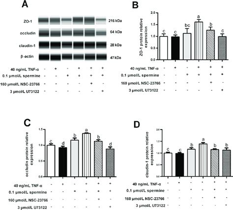 Roles Of Spermine Treatment On The Expression Of Tight Junction Protein